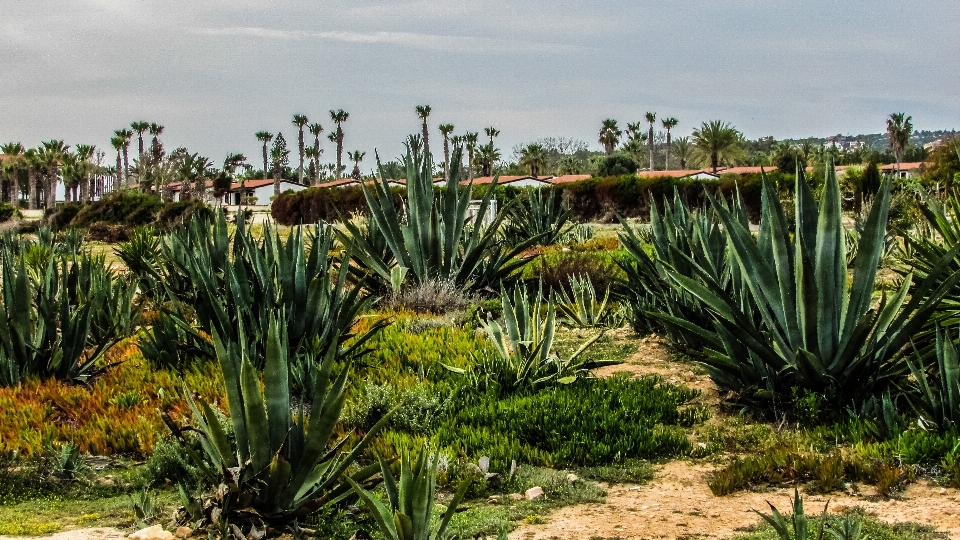 Paysage herbe cactus
 usine