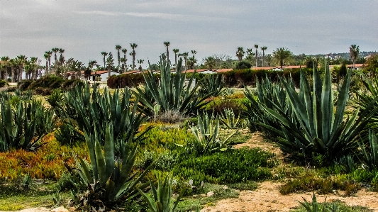 Foto Paisagem grama cacto
 plantar