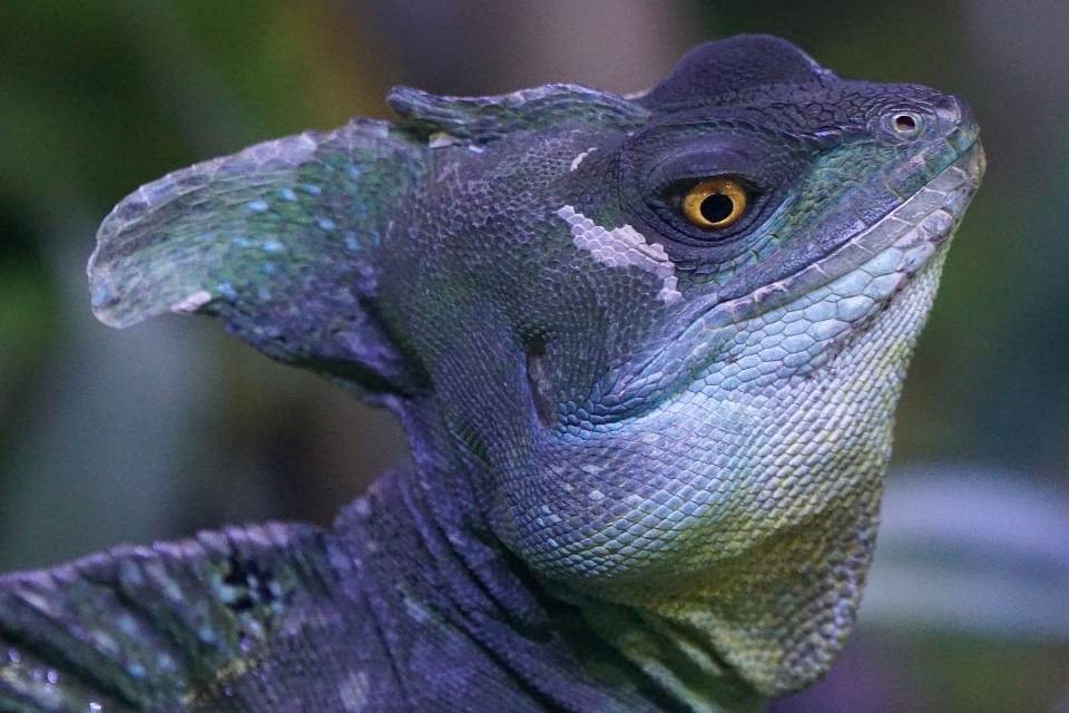 Margasatwa paruh reptil iguana