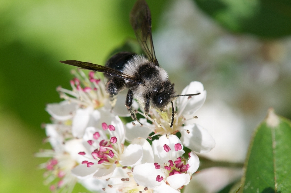 Natur zweig blüte anlage