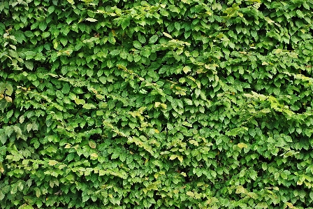 Tree branch plant texture Photo