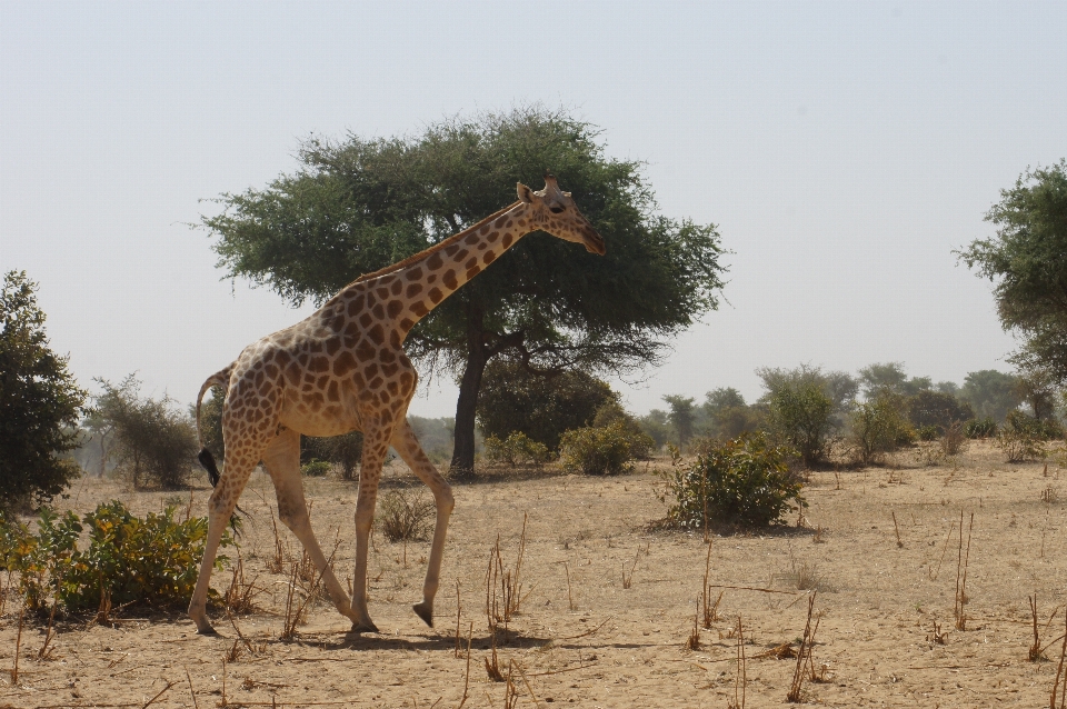 Aventura fauna silvestre África mamífero