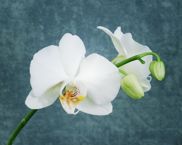 ブランチ 花 植物 白 写真