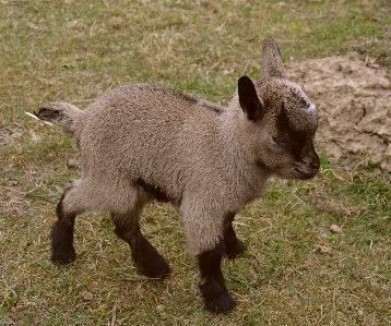 Nature kid cute wildlife Photo