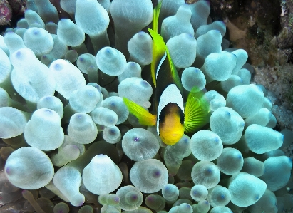 Deniz su altı biyoloji balık Fotoğraf