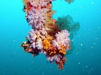 Sea underwater biology coral Photo