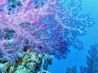 Deniz su altı biyoloji mercan Fotoğraf