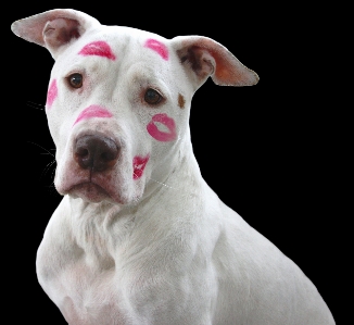 White puppy dog love Photo