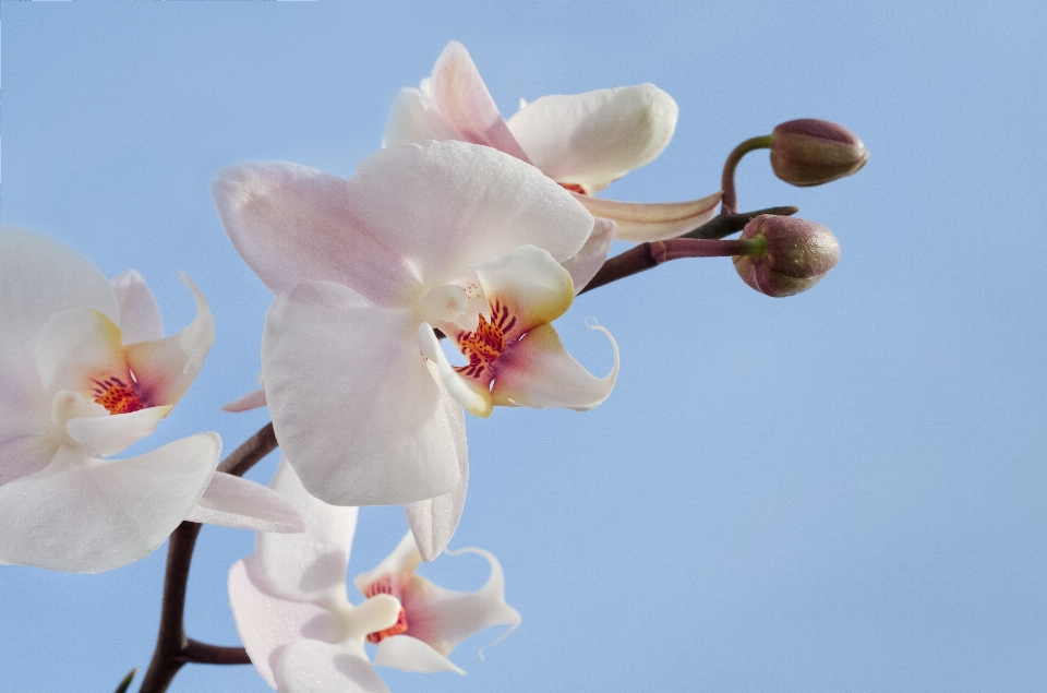 Nature fleurir usine blanc