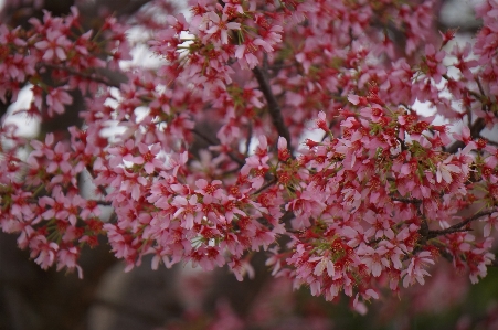 Tree branch blossom plant Photo