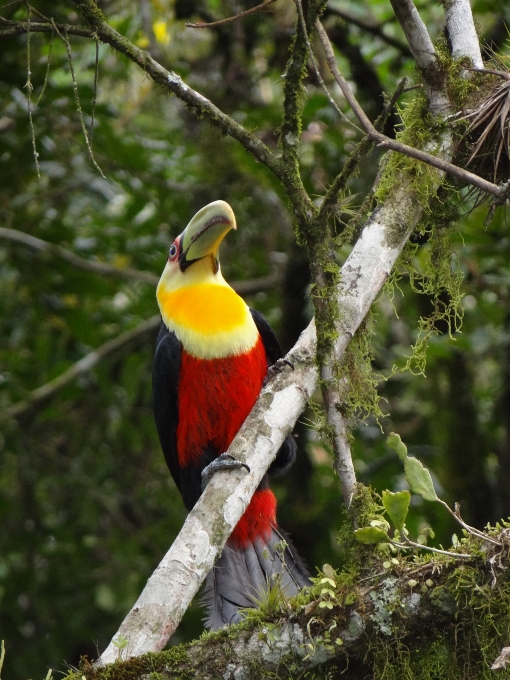 Nature branch bird wildlife