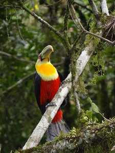 Nature branch bird wildlife Photo