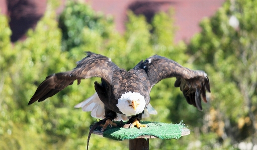 鳥 羽 ピーク 野生動物 写真