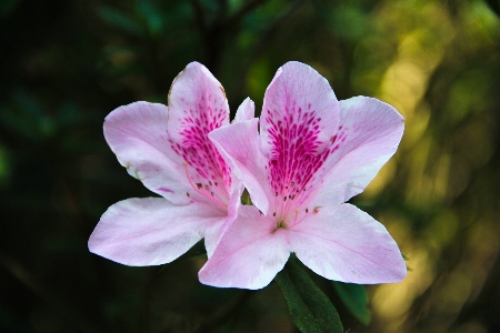 Nature blossom plant flower Photo