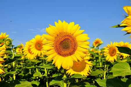 Foto Plantar campo flor verão