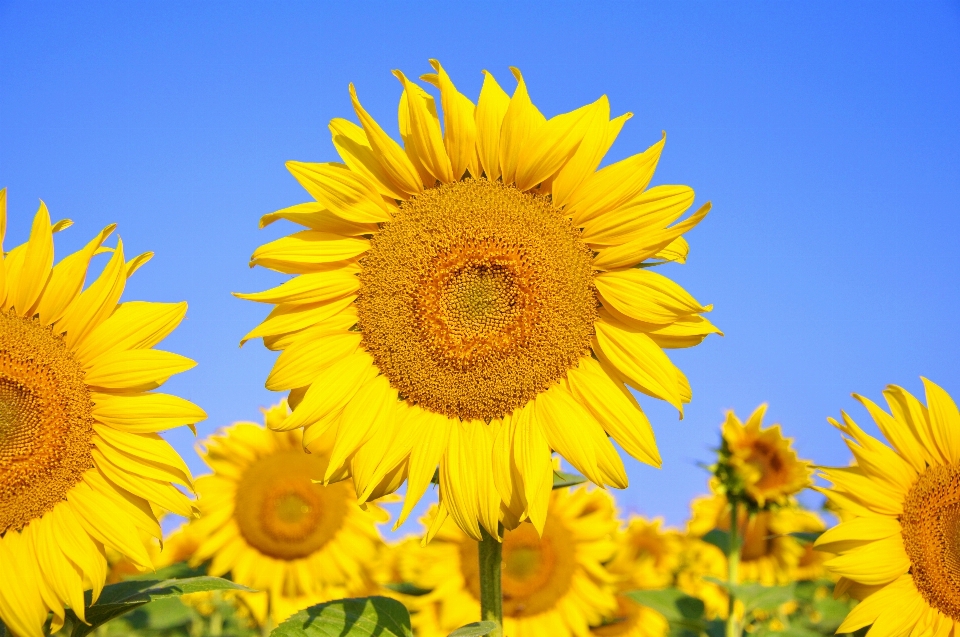 Anlage feld blume blütenblatt