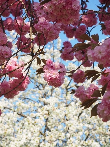 Foto Albero ramo fiore pianta