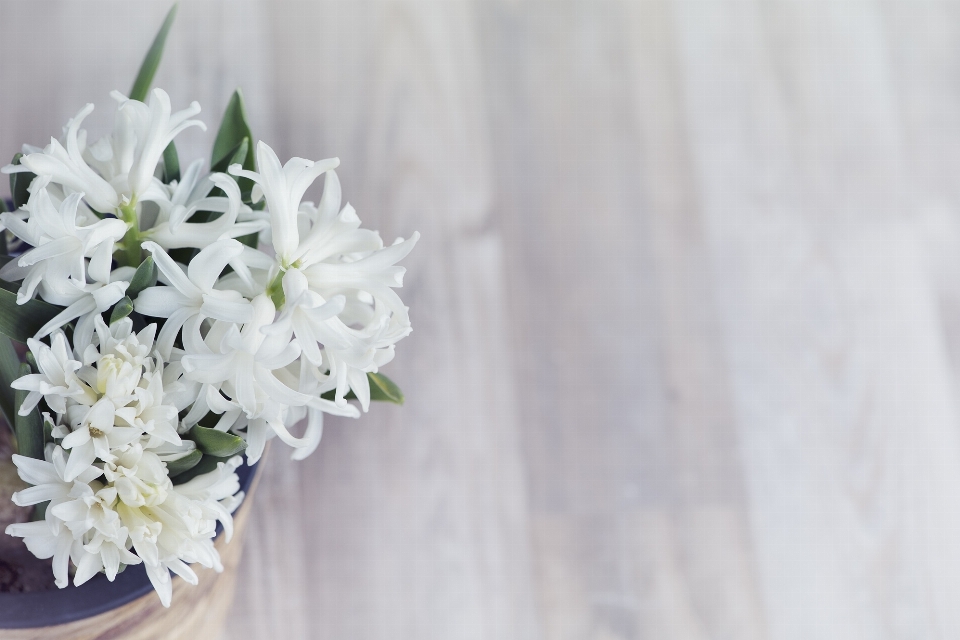 Plant white flower petal