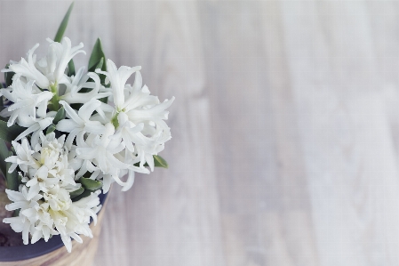 Plant white flower petal Photo