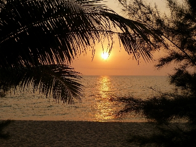 Beach sea coast tree Photo