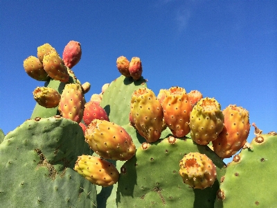 Nature spiky prickly cactus Photo