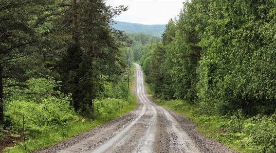 Nature forest horizon track Photo