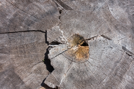 Tree nature forest structure Photo