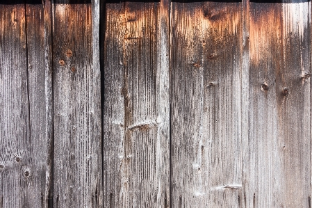 Branch wood texture plank Photo