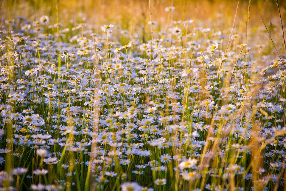 Nature grass blossom plant