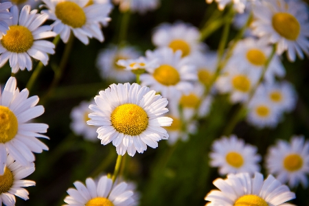 自然 花 植物 草原
 写真