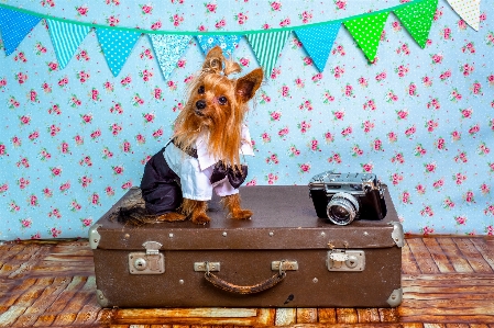 Foto Traje cámara dulce perro