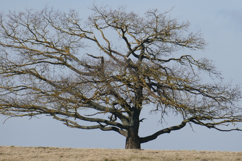 Paisaje árbol naturaleza rama