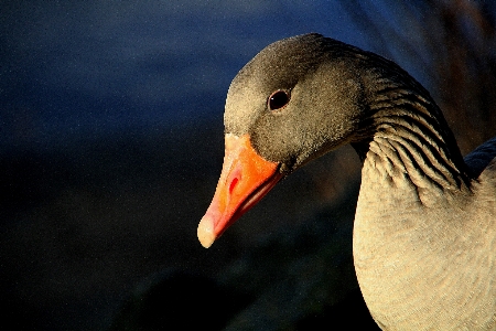 Bird wing animal wildlife Photo