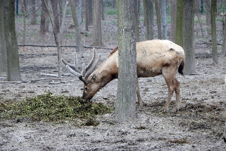 Foto Bosque animal fauna silvestre ciervo