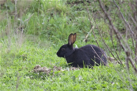 Foto Alam hutan rumput padang rumput
