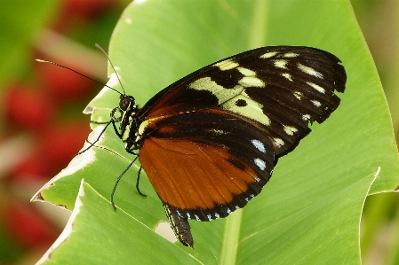 Nature wing flower petal Photo