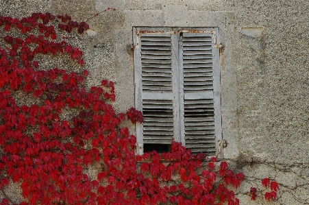 Texture flower window wall Photo