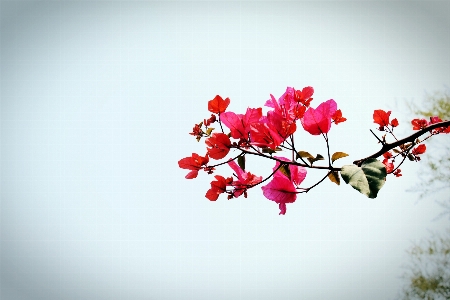 Branch blossom plant photography Photo