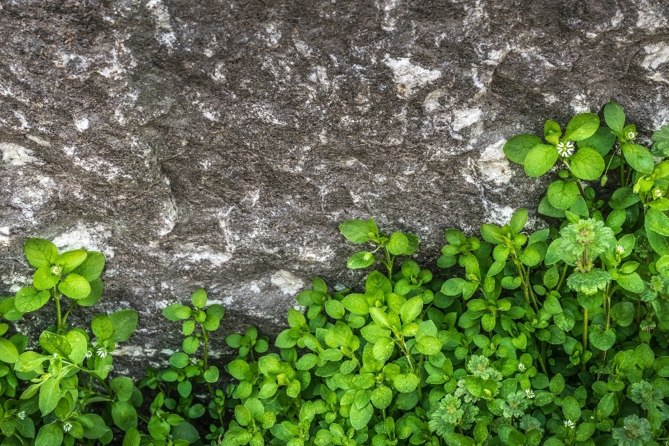 Nature grass rock plant