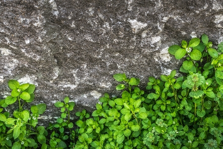 自然 草 rock 植物 写真