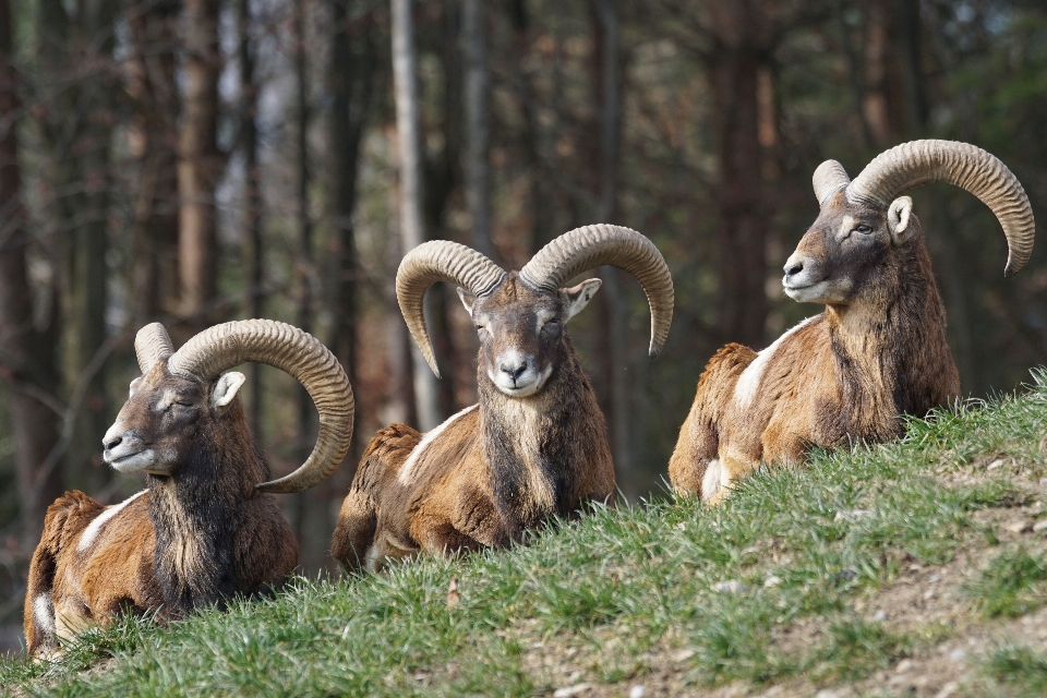 Male wildlife goat zoo