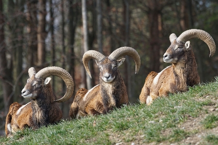 Male wildlife goat zoo Photo