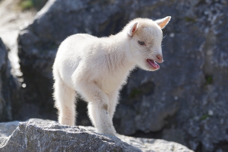 Kid cute wildlife goat Photo