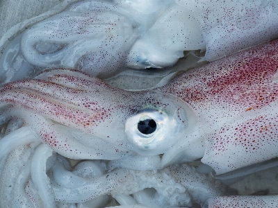 Foto Mare oceano pasto cibo