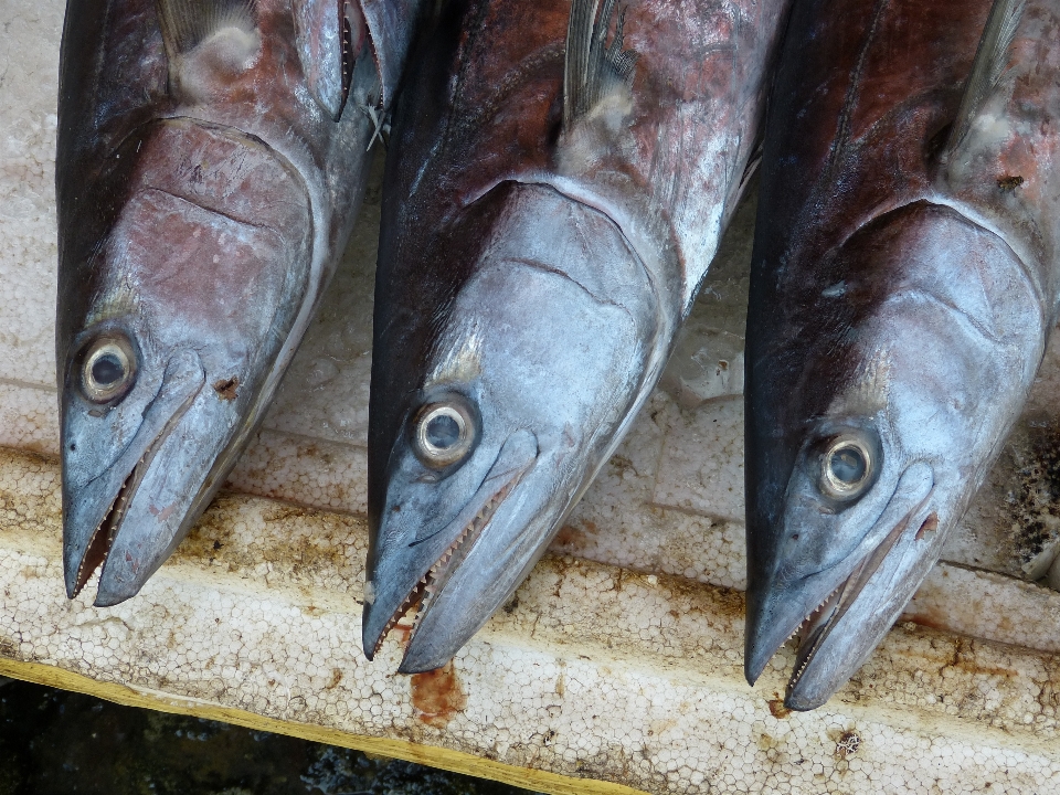 食事 食べ物 釣り シーフード