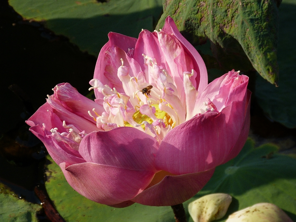 Fiore pianta petalo fioritura