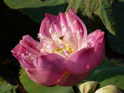 Blossom plant flower petal Photo