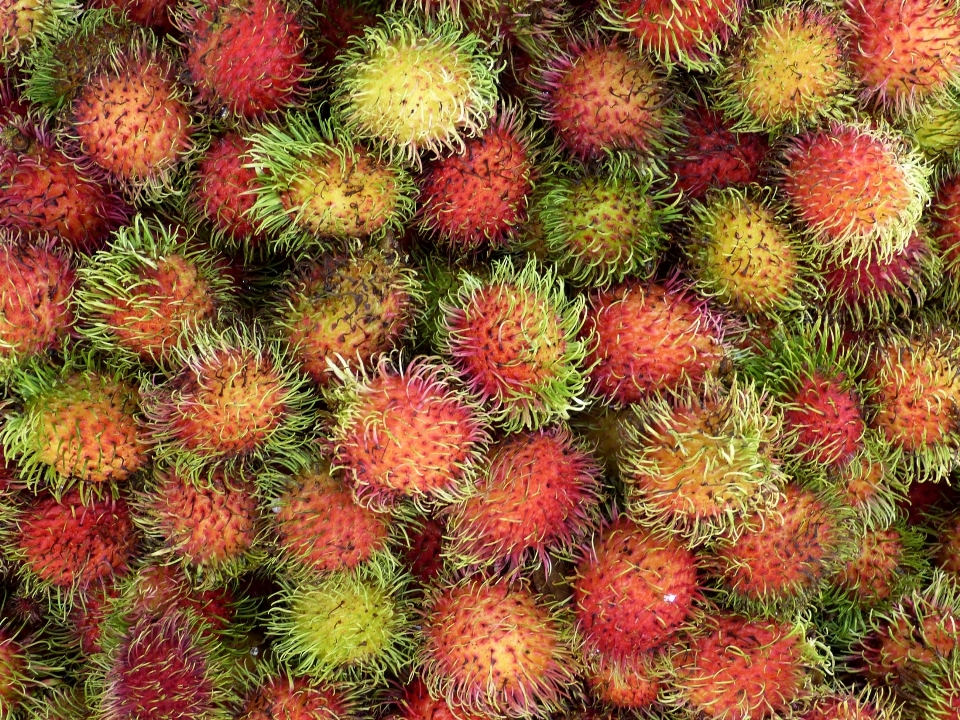 植物 フルーツ 食べ物 生産