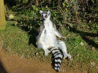 Foto Cachorro animal jardim zoológico gato