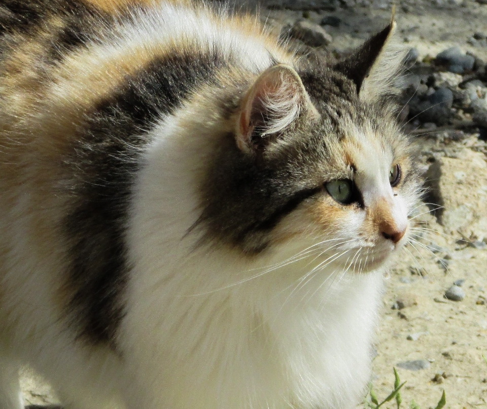 アウトドア 動物 かわいい 見ている